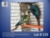 1-1 '24 Conure: Green-cheeked: Violet Turquoise Opaline Dom.Pied/cinnamon x Violet Turquoise Opaline - Fanie Klopper