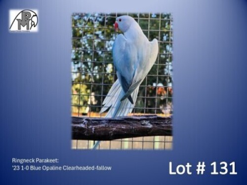 1-0 '23 Ringneck Parakeet: Blue Opaline Clearheaded-fallow - Mike Riley