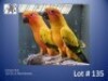 1-1 '22/'23 Conure: Sun: Pied x Normal - Fanie Klopper