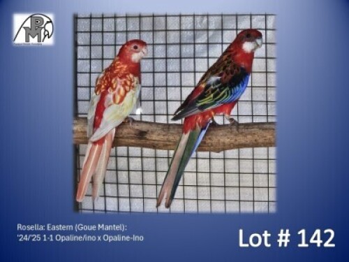 1-1 '24/'25 Rosella: Eastern (Goue Mantel): Opaline/ino x Opaline-Ino - Fanie Klopper