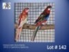 1-1 '24/'25 Rosella: Eastern (Goue Mantel): Opaline/ino x Opaline-Ino - Fanie Klopper