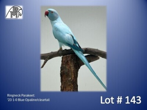 1-0 '23 Ringneck Parakeet: Blue Opaline/cleartail - Herbst & Seuns Vo&euml;lboerdery