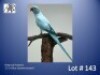 1-0 '23 Ringneck Parakeet: Blue Opaline/cleartail - Herbst & Seuns Vo&euml;lboerdery