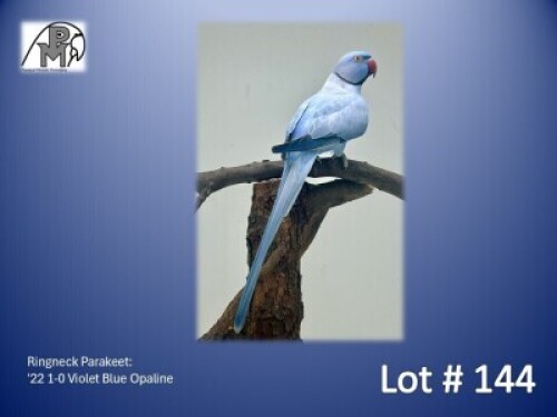 1-0 '22 Ringneck Parakeet: Violet Blue Opaline - Herbst & Seuns Vo&euml;lboerdery