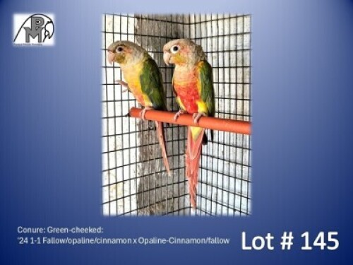1-1 '24 Conure: Green-cheeked: Fallow/opaline/cinnamon x Opaline-Cinnamon/fallow - Fanie Klopper