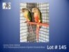 1-1 '24 Conure: Green-cheeked: Fallow/opaline/cinnamon x Opaline-Cinnamon/fallow - Fanie Klopper
