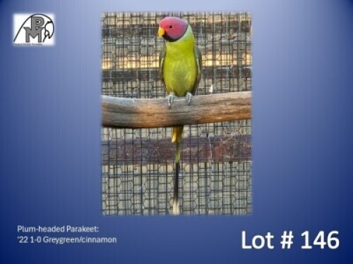 1-0 '22 Plum-headed Parakeet: Greygreen/cinnamon - Fanie Klopper