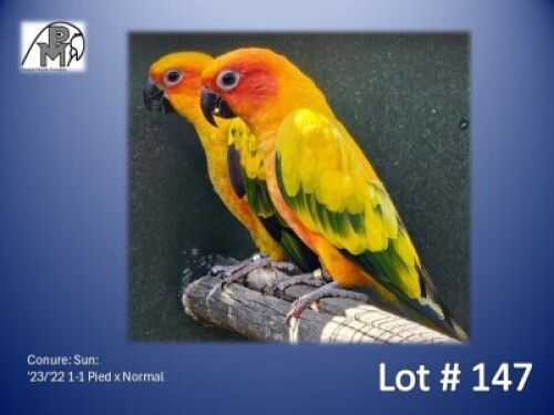 1-1 '23/'22 Conure: Sun: Pied x Normal - Fanie Klopper