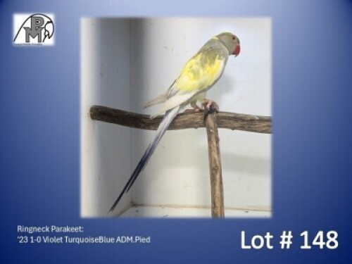 1-0 '23 Ringneck Parakeet: Violet TurquoiseBlue ADM.Pied - Piet Jacobs