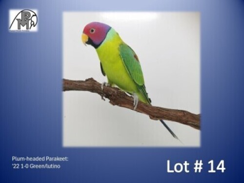 1-0 '22 Plum-headed Parakeet: Green/lutino - Chris Jacobs