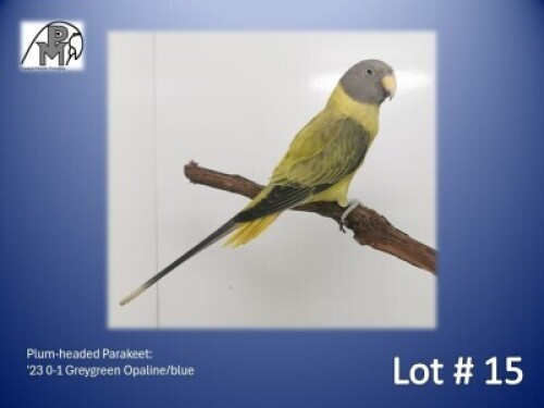 0-1 '23 Plum-headed Parakeet: Greygreen Opaline/blue - Chris Jacobs