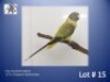 0-1 '23 Plum-headed Parakeet: Greygreen Opaline/blue - Chris Jacobs