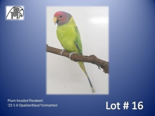 1-0 '23 Plum-headed Parakeet: Opaline/blue/?cinnamon - Chris Jacobs