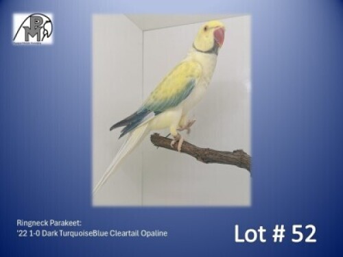 1-0 '22 Ringneck Parakeet: Dark TurquoiseBlue Cleartail Opaline - Chris Jacobs