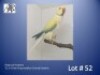 1-0 '22 Ringneck Parakeet: Dark TurquoiseBlue Cleartail Opaline - Chris Jacobs