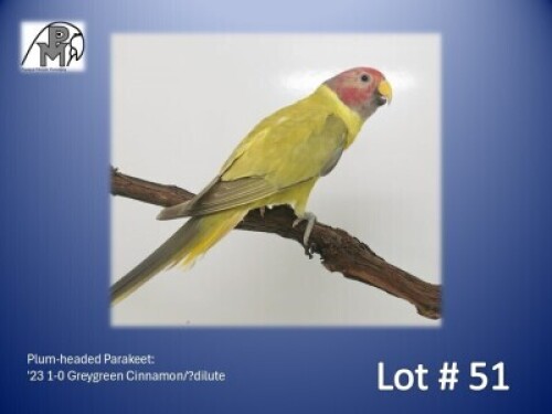 1-0 '23 Plum-headed Parakeet: Greygreen Cinnamon/?dilute - Chris Jacobs