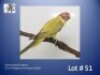 1-0 '23 Plum-headed Parakeet: Greygreen Cinnamon/?dilute - Chris Jacobs