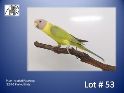 0-1 '22 Plum-headed Parakeet: Pastel/dilute - Chris Jacobs