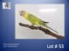 0-1 '22 Plum-headed Parakeet: Pastel/dilute - Chris Jacobs