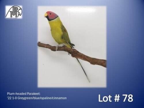 1-0 '22 Plum-headed Parakeet: Greygreen/blue/opaline/cinnamon - Chris Jacobs