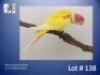 1-0 '22 Plum-headed Parakeet: Opaline Dilute - Chris Jacobs
