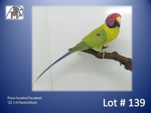 1-0 '22 Plum-headed Parakeet: Pastel/dilute - Chris Jacobs