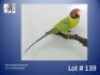 1-0 '22 Plum-headed Parakeet: Pastel/dilute - Chris Jacobs