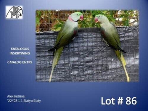 1-1 '22/'23 Alexandrine: Slaty x Slaty - PH Exports