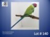 1-0 '22 Plum-headed Parakeet: Green/lutino - Chris Jacobs
