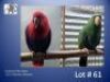 1-1 '22 Eclectus: Red-sided: Normal x Normal - Vincent de Lange