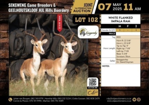 1 X WHITE FLANKED IMPALA RAM M:1 V/F:0