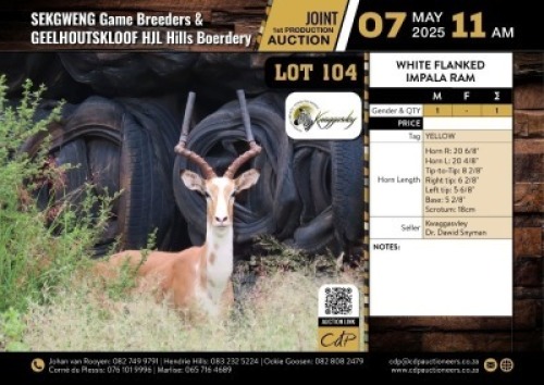 1 X WHITE FLANKED IMPALA RAM M:1 V/F:0