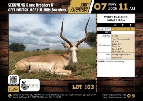 1 X WHITE FLANKED IMPALA RAM M:1 V/F:0