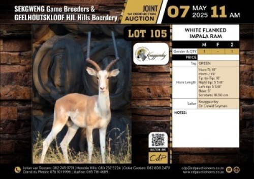 1 X WHITE FLANKED IMPALA RAM M:1 V/F:0