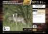 4 X WHITE FLANKED IMPALA EWES M:0 V/F:4 (Per Piece to take the lot/Per stuk om lot te neem)
