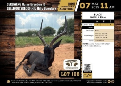 1 X BLACK IMPALA RAM M:1 V/F:0
