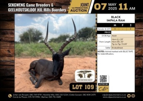 1 X BLACK IMPALA RAM M:1 V/F:0