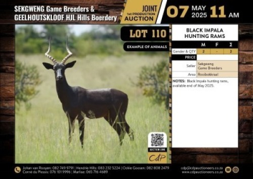 2 X BLACK IMPALA HUNTING RAMS M:2 V/F:0 (Per Piece to take the lot/Per stuk om lot te neem)