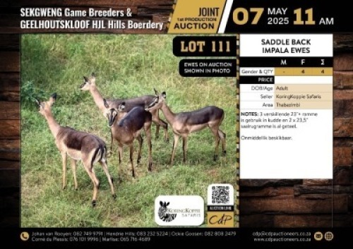 4 X SADDLE BACK IMPALA EWES M:0 V/F:4 (Per Piece to take the lot/Per stuk om lot te neem)