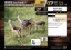 4 X SADDLE BACK IMPALA EWES M:0 V/F:4 (Per Piece to take the lot/Per stuk om lot te neem)