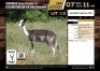 1 X DAPPLED IMPALA EWE M:0 V/F:1