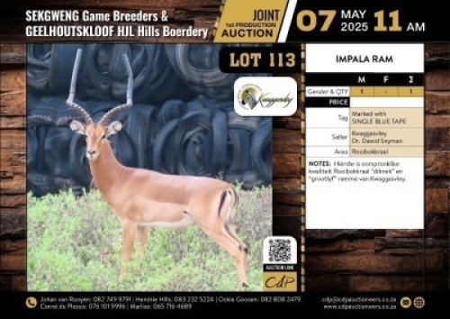1 X IMPALA RAM M:1 V/F:0