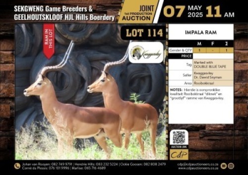 1 X IMPALA RAM M:1 V/F:0