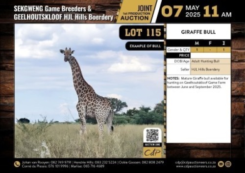1 X GIRAFE BULL M:1 V/F:0