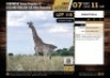 1 X GIRAFE BULL M:1 V/F:0