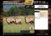 4 X GEMSBOK HUNTING BULLS M:4 V/F:0 (Per Piece to take the lot/Per stuk om lot te neem)