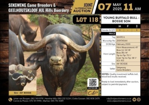 1 X YOUNG BUFFALO BULL BOSSIE SON M:1 V/F:0