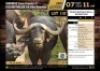 1 X YOUNG BUFFALO BULL BOSSIE SON M:1 V/F:0