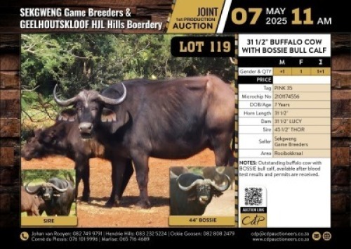 1+1X 31 1/2" BUFFALO COW WITH BOSSIE BULL CALF M:1 V/F:1 (Per Piece to take the lot/Per stuk om lot te neem)