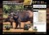 1+1X 31 1/2" BUFFALO COW WITH BOSSIE BULL CALF M:1 V/F:1 (Per Piece to take the lot/Per stuk om lot te neem)